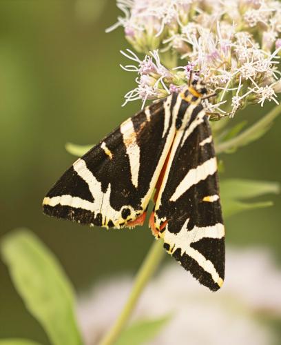 Réf. 363 431 : Euplagia quadripunctaria